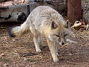 Gray fox on dirt