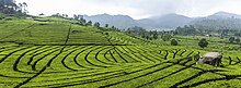 Tea plantations in Ciwidey