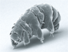 Pomalka Milnesium tardigradum