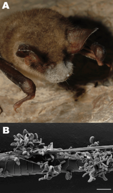 A) Greater mouse-eared bat ("Myotis myotis") with white fungal growth. B) Scanning electron micrograph of a bat hair colonized by "Pseudogymnoascus destructans". Scale bar=10 μm