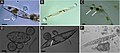 Image 12Chytrid parasites of marine diatoms. (A) Chytrid sporangia on Pleurosigma sp. The white arrow indicates the operculate discharge pore. (B) Rhizoids (white arrow) extending into diatom host. (C) Chlorophyll aggregates localized to infection sites (white arrows). (D and E) Single hosts bearing multiple zoosporangia at different stages of development. The white arrow in panel E highlights branching rhizoids. (F) Endobiotic chytrid-like sporangia within diatom frustule. Bars = 10 μm. (from Marine fungi)