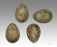 Ovos da especie na colección do Museo de Tolosa.