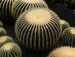 Mature golden barrel in cluster form in a greenhouse in Kalimpong
