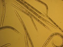 Mikroskopický záběr na několik červů druhů hádě octové. Žluté pozadí