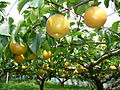 Nashi pear (Pyrus pyrifolia) typical for Asian countries