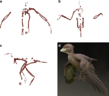 Reconstructions and restoration. a–c Skeletal reconstructions of FPDM-V-9769 in cranial (a), dorsal (b), and left-lateral (c) views. d Life restoration of Fukuipteryx prima.webp