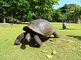 Aldabra giant tortoise living in Curieuse Marine National Park