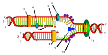 Схема процесу реплікації. Цифрами позначені: (1) ланцюг, що відстає, (2) ланцюг-лідер, (3) ДНК-полімераза (Polα), (4) ДНК-лігаза, (5) РНК-праймер, (6) ДНК-праймаза, (7) фрагмент Окадзакі, (8) ДНК-полімераза (Polδ), (9) хеліказа, (10) одиночний ланцюг зі зв'язаними білками, (11) топоізомераза