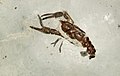 In a smooth grey block of stone, there is a brown fossil similar to a crayfish. Two long legs, each with a large claw extend forwards from the animal; one of the claws is held open. (from Crustacean)