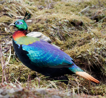 Himalayan Monal Adult Male East Sikkim Sikkim India.png