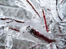 Shrub Branch-Ice Storm-Dec 2007-St Jo MO.jpg