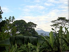 El Mawenzi se aprecia entre las plantaciones de bananos mezclados con la vegetación de la pluviselva.