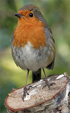 The European robin or robin redbreast