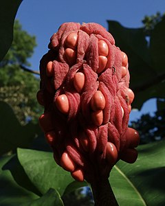 Magnolia macrophylla ssp. ashei mature fruit
