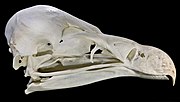 Vulture skull