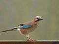 Eurasian jay (but not ssp. atricapillus, which occurs in Lebanon)