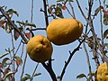 果実はナシ状果で、晩秋に黄色に熟して良い香りがする。