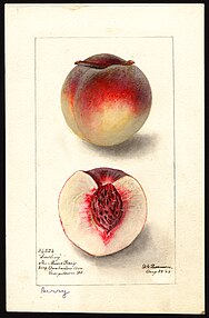 Peach (cultivar 'Berry') - watercolor 1895