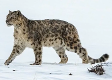 Snow Leopards - Ghost of the Mountains for Ministry of Tourism (MOT) India 9 (cropped).png