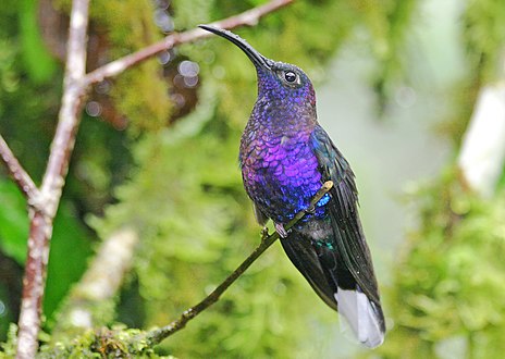 The violet sabrewing is found in Central America.