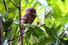 Blyth's Frogmouth - Krung Ching National Park.jpg