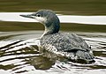 Juvenile red-throated loon