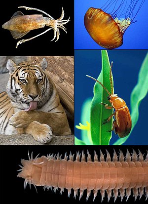 Animalia diversity.jpg