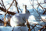 Arctic hares in the low arctic change from brown to white in winter
