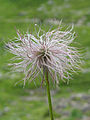 The diaspore of Pulsatilla (family Ranunculaceae) disperses in the wind, either as single achenes or as the entire aggregate of achenes. The achenes have long hairy appendages that developed from the style of the flower.