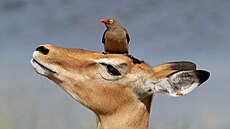 Red-billed oxpecker (Buphagus erythrorhynchus) on impala (Aepyceros melampus).jpg