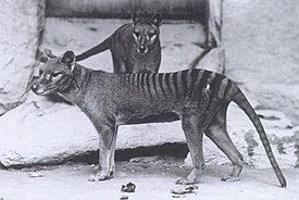 Пара сумчатых волков, самец и самка, в Смитсоновском национальном зоопарке, 1902 год