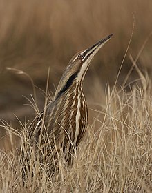 A brown heron with brown, back and beige coloured streaks stands in similarly coloured dead grasses, its head pointed upwards