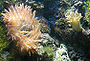 Anthozoa (anemone an mor)