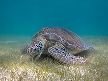 Photograph of a green sea turtle on the seabed, feeding