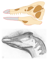 Historical reconstruction of the holotype skull by Martill and colleagues, 1996, above an outdated restoration based on said diagram