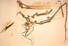 Pteranodon sternbergi UALVP 24238.jpg