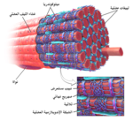 عضلةٌ هيكلية، يظهرُ فيها نبيبٌ مُستعرضٌ مُكبرًا.