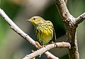Image 36Cape May warbler in Prospect Park