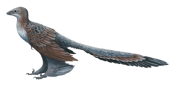 Changyuraptor.png