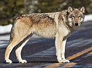 Gray canine on road