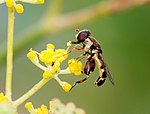 Male Syritta pipiens hoverflies use motion camouflage to approach females
