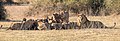 2. Oroszlánfalka (Panthera leo) felfal egy szavannabivalyt (Syncerus caffer caffer) (Chobe Nemzeti Park, Botswana) (javítás)/(csere)