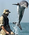 NMMP dolphin with locator.jpeg