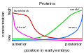 Image 13Gene product distributions along the long axis of the early embryo of a fruit fly (from Evolutionary developmental biology)