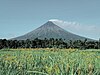 Mayon at Rice fields.jpg