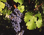 A bunch of grapes on the vine