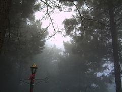 Bosque nuboso Bosque Miramundo