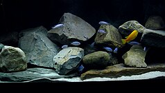 Ett stim av olikfärgade fiskar i ett stenigt habitat.
