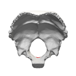 السطح الداخليّ للعظم القذاليّ (تُرى القويعدة باللون الأحمر).