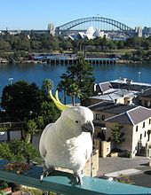 A cockatoo is perched on a city balcony several floors above the ground. A suburban landscape is in the background.